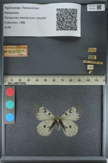 Media type: image;   Entomology 180157